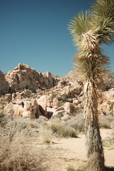 Ⅸ Joshua Tree National Park